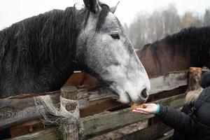 un' grigio cavallo prende cibo a partire dal un' dell'uomo mano foto