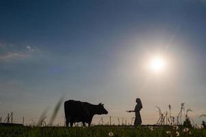 un' giovane ragazza è in piedi Il prossimo per un' grande mucca. contorno luce. tramonto foto