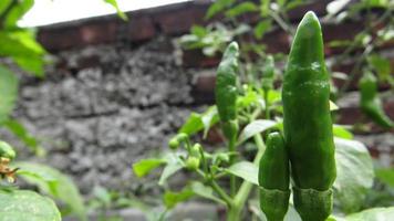 verde chili Pepe in crescita su il albero azienda agricola giardino vicino su foto