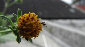 giallo poco fiorire fiore fioritura con insetto vicino su foto