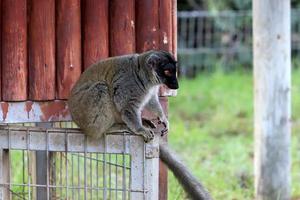 il scimmia vite nel un' zoo nel Israele. foto