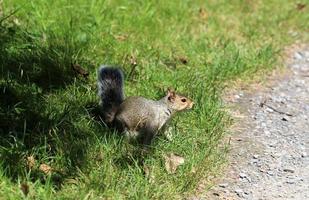 il scoiattolo corre attraverso il foresta radura. foto