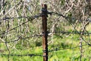 verde impianti in giro un' spinato filo recinzione. foto