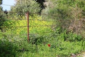 verde impianti in giro un' spinato filo recinzione. foto