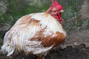 pollame gallina prese con paesaggio fotografia avvicinamento struttura foto