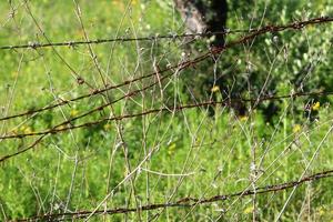 verde impianti in giro un' spinato filo recinzione. foto