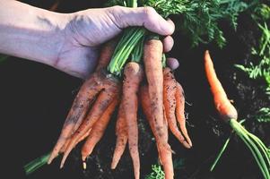 carota su terra con mano presa, fresco carote in crescita nel carota campo verdura cresce nel il giardino nel il suolo biologico azienda agricola raccogliere agricolo Prodotto natura foto