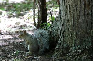 il scoiattolo corre attraverso il foresta radura. foto