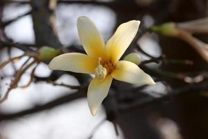 primavera fiori nel il città parco. foto