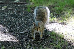 il scoiattolo corre attraverso il foresta radura. foto