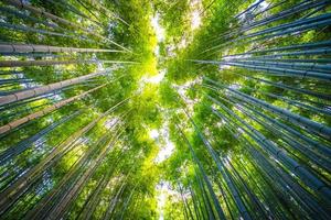 bellissima foresta di bambù ad arashiyama, kyoto foto