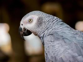 primo piano di un pappagallo grigio foto