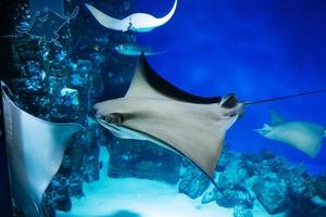 Stingray pesce nuotate lentamente nel un' bicchiere acquario foto