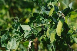 il pianta è un' verde pisello in crescita nel il giardino. baccelli di giovane verde piselli foto