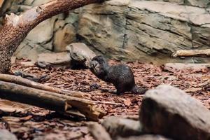 lontre giocando in giro acqua, asiatico piccoli artigli lontra foto