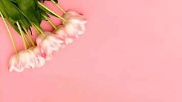 un' bellissimo mazzo di delicato rosa tulipani su un' rosa sfondo con spazio per il tuo testo foto