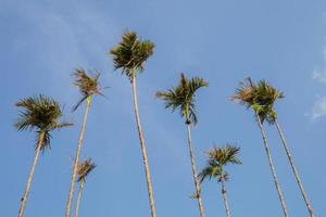 albero di noce di betel con sfondo cielo sereno foto