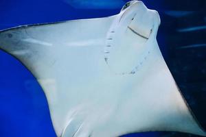 pesce Stingray nuotate contro il bicchiere di il acquario e sorrisi foto