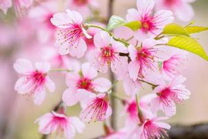 primo piano di fiori di ciliegio foto