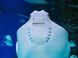 pesce Stingray nuotate contro il bicchiere di il acquario e sorrisi foto