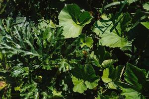 verde le foglie di zucchine e zucche nel il giardino su il giardino letto su il azienda agricola. eco-friendly prodotti. avvicinamento. foto