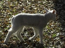 pecore nel westfalia foto