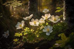 bellissimo bianca fiori di anemoni nel primavera nel un' foresta vicino su nel luce del sole nel natura. primavera foresta paesaggio con fioritura primule foto