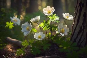 bellissimo bianca fiori di anemoni nel primavera nel un' foresta vicino su nel luce del sole nel natura. primavera foresta paesaggio con fioritura primule foto