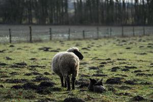 pecore in un campo in germania foto