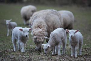 pecore in un campo in germania foto