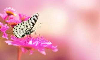 farfalla su un' rosa fiore con sfocato sfondo foto