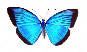 blu farfalla su bianca sfondo foto