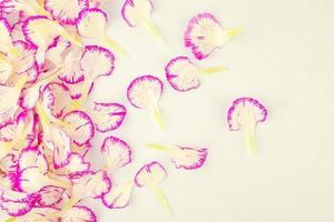 superiore Visualizza garofano fiore petalo su bianca sfondo foto