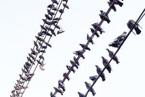 gruppo di piccioni seduta su filo su bianca backgorund foto