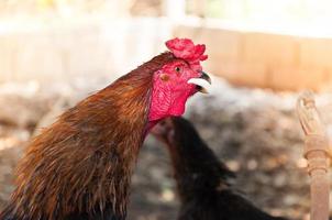 Gallo su un' azienda agricola nel natura foto