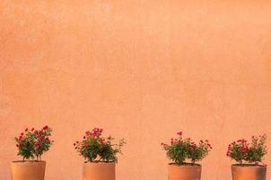 fiore rosso Rose nel argilla pentola su un' parete sfondo, per sfondo foto