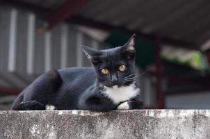 giovane gatto di un' nero colore su recinto ,animale ritratto nero gattino foto