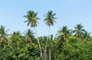 bellissimo Due Noce di cocco palme alberi nel il tropicale foresta con blu cielo a isola nel Tailandia foto