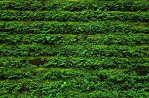 struttura di vecchio pietra sull'orlo parete coperto verde muschio, per verde natura sfondo foto