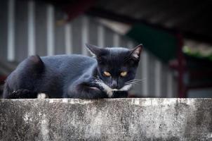 giovane gatto di un' nero colore su recinto ,animale ritratto nero gattino foto