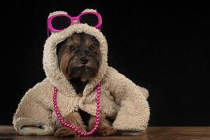 yorkshire terrier nel bellissimo Abiti. fascino alla moda cane nel un' pelliccia cappotto e occhiali. progettista Abiti per cani. foto