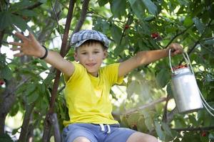 un' villaggio bambino scelte ciliegie. collezione di frutti di bosco. allegro positivo ragazzo con un' può pieno di ciliegie godendo primavera famiglia attività raccolta frutti di bosco a partire dal un' albero durante raccogliere stagione su un' azienda agricola. foto