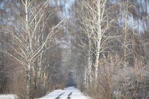 inverno foresta paesaggio con un' sentiero. foto