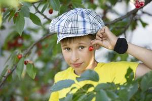 un' villaggio bambino scelte ciliegie. collezione di frutti di bosco. allegro positivo ragazzo con un' può pieno di ciliegie godendo primavera famiglia attività raccolta frutti di bosco a partire dal un' albero durante raccogliere stagione su un' azienda agricola. foto