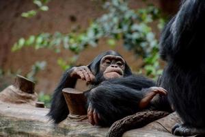 famiglia di scimpanzé foto