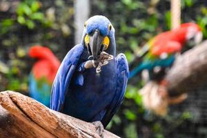 colorato blu pappagallo foto