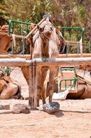 gruppo di cammelli foto