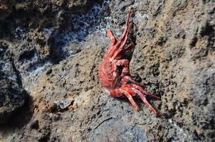 rosso Granchio su il roccia foto