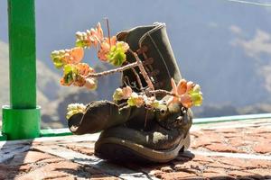 fiore nel un vecchio stivale foto