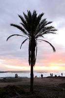 palma albero di il mare a tramonto foto